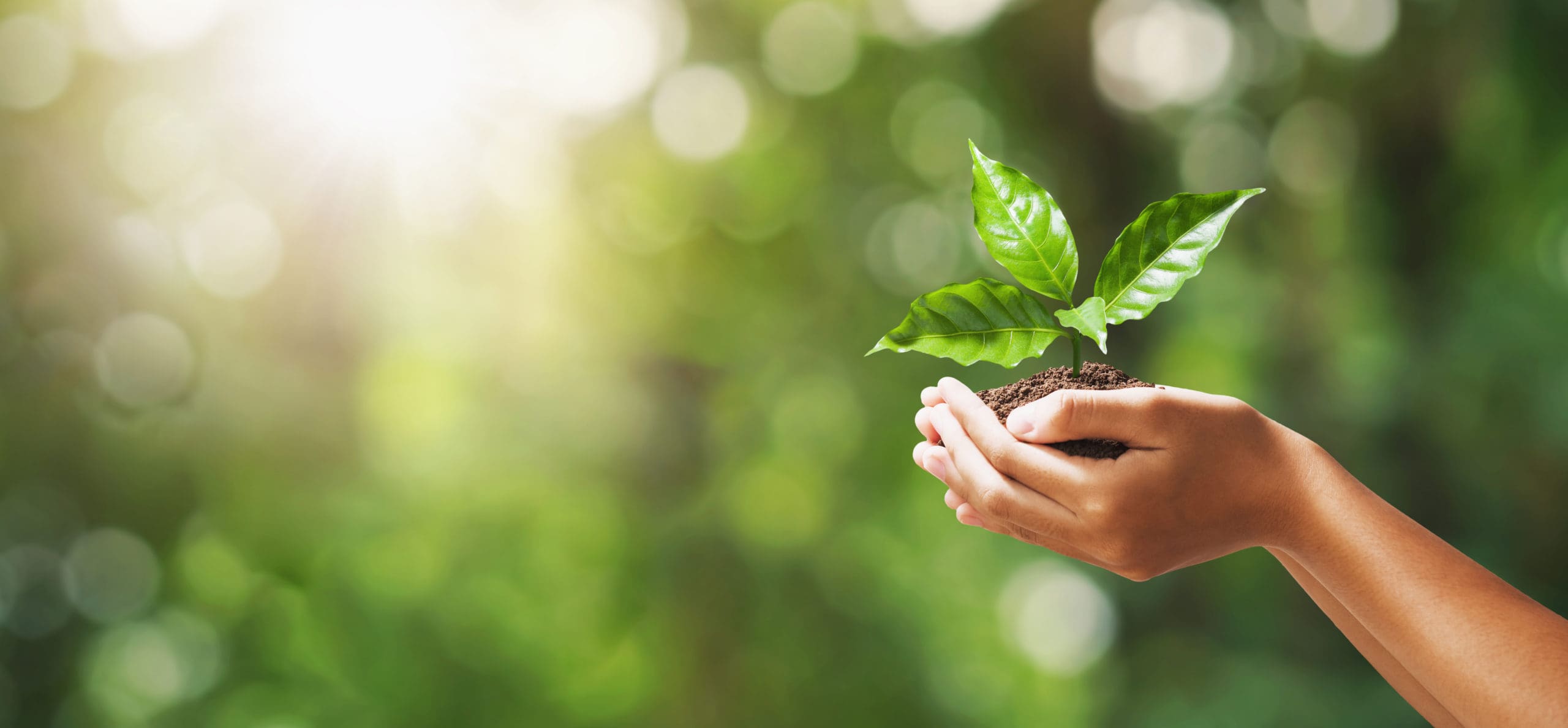 hand holding young plant on blur green nature background. concept eco earth day